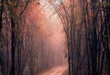 特鲁姆普怒了！球员锦标赛没能夺冠，另有他因？.